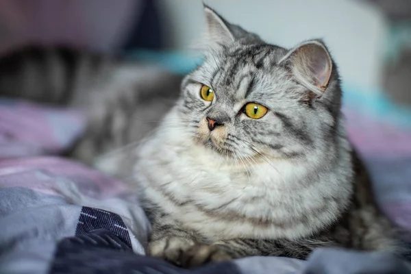 可爱的波斯猫肖像坐在沙发上 — 图库照片