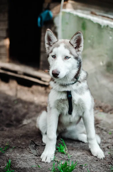 Sibiř Hasky sedí na podlaze, v pozadí je tráva — Stock fotografie