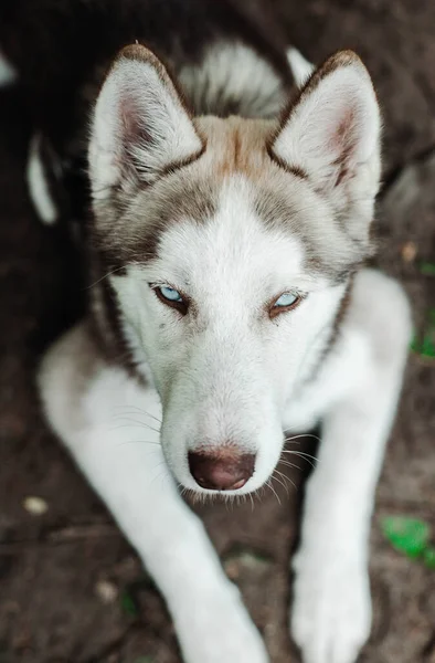 Sibirischer Hasky sitzt auf dem Boden, im Hintergrund ist Gras — Stockfoto