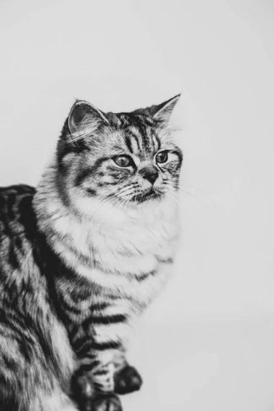 Cute Persian cat sitting black and white portrait — 图库照片