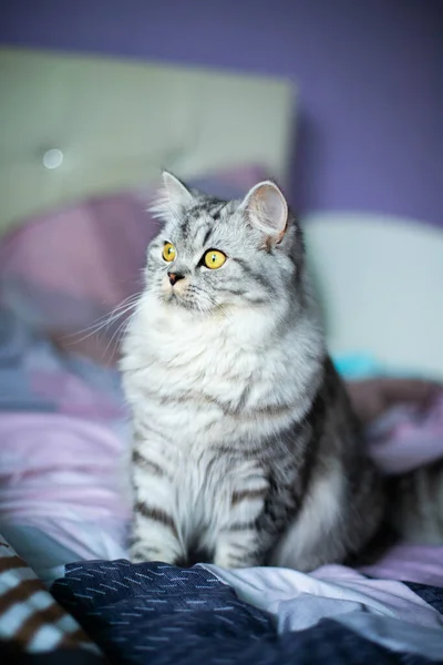 Lindo retrato de gato persa sentado en el sofá —  Fotos de Stock