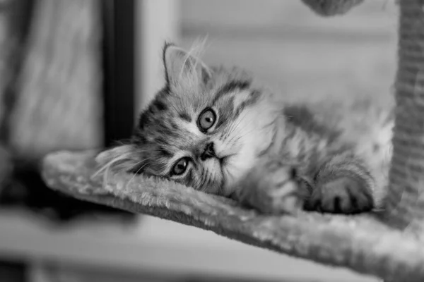 Cute Persian kitten lying on sofa at home — Stock Photo, Image