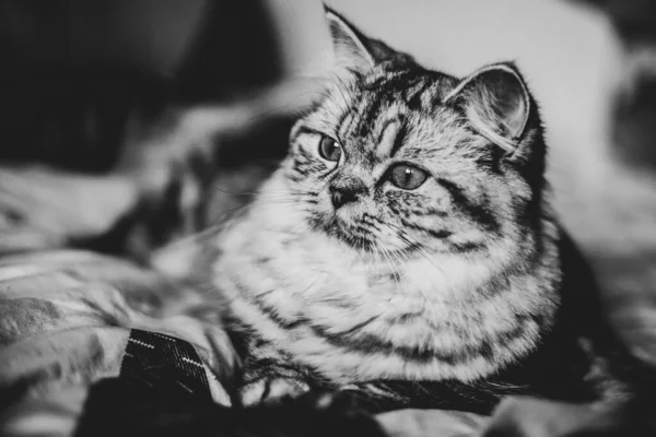 Lindo retrato de gato persa sentado en el sofá —  Fotos de Stock