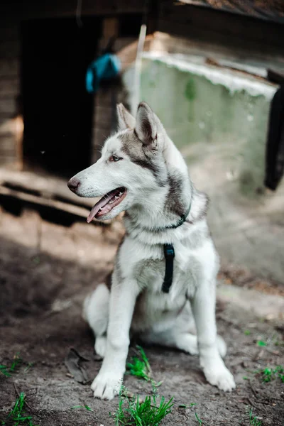 Siberian Hasky siedzi na podłodze, w tle trawa — Zdjęcie stockowe