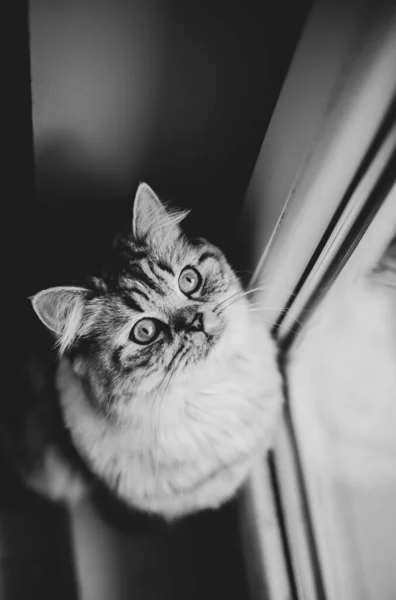 Lindo retrato de gato persa sentado en el suelo cerca de la ventana —  Fotos de Stock