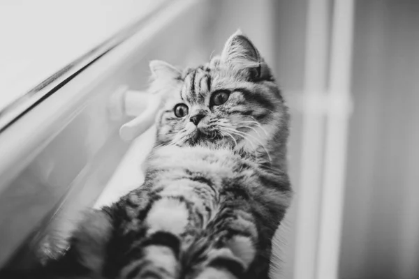 Retrato bonito gato persa sentado no peitoril da janela — Fotografia de Stock