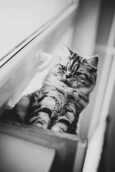 Retrato de gato persa lindo sentado en el alféizar de la ventana —  Fotos de Stock