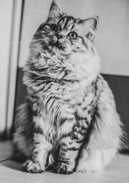 可爱的波斯猫肖像坐在地板上 — 图库照片