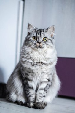  Yerde duran şirin Pers kedi portresi