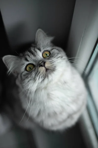 Lindo gato persa retrato sentado en el suelo —  Fotos de Stock