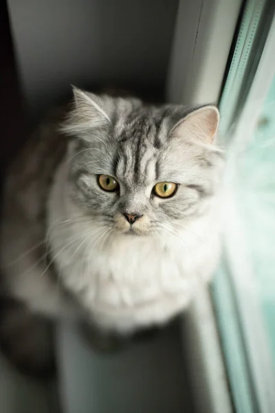 Niedliche persische Katze Porträt sitzt auf dem Boden in der Nähe des Fensters — Stockfoto