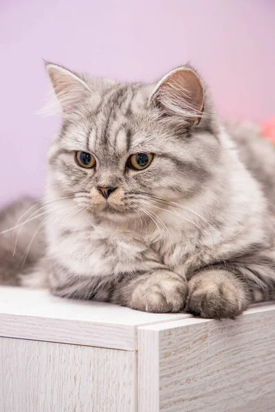 Bonito retrato de gato persa sentado na cômoda — Fotografia de Stock