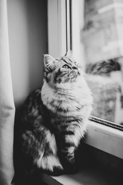 Lindo retrato de gato persa sentado en el suelo cerca de la ventana —  Fotos de Stock