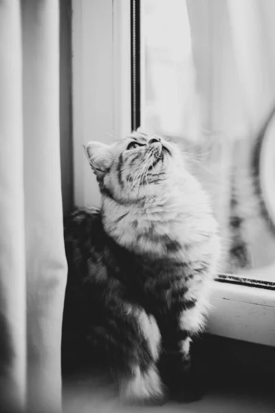 Søt persisk katt som sitter på gulvet ved vinduet og ser opp – stockfoto