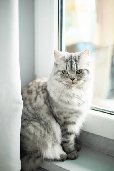 창문 근처 바닥에 앉아 있는 귀여운 페르시아 고양이 사진 — 스톡 사진