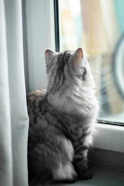 Gato persa bonito sentado no chão perto da janela — Fotografia de Stock