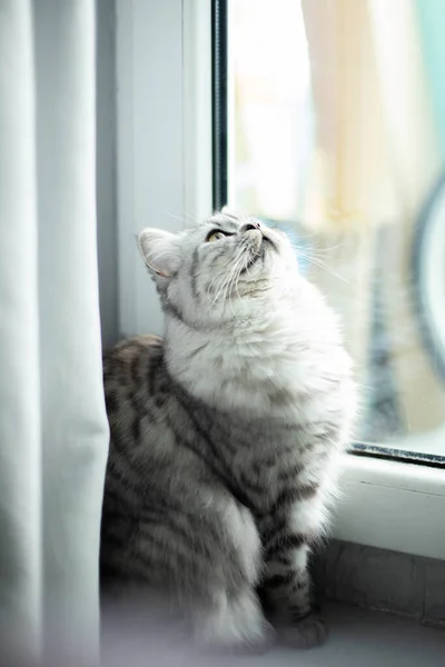 Niedliche persische Katze sitzt auf dem Boden neben dem Fenster und schaut nach oben — Stockfoto