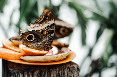 Kanatları açık, muz yiyen tropikal bir kelebek.