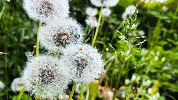 Schöne weiße Löwenzahn auf einem Hintergrund aus grünem Gras — Stockfoto