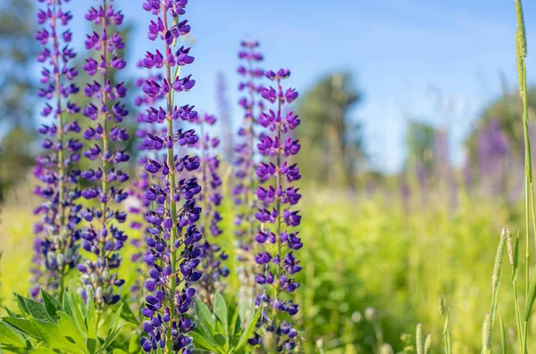 Egy csomó gyönyörű lupin virág lila színben. — Stock Fotó