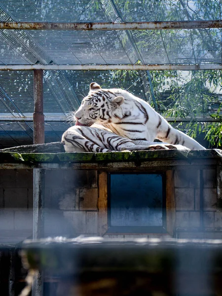 White tiger is sitting on the ground behind a cage. — Foto Stock