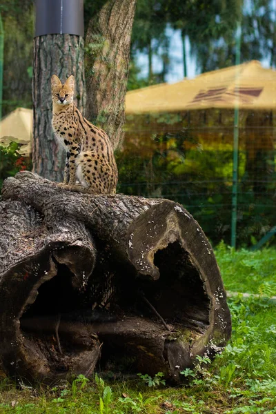 Serval κάθεται σε ένα κομμένο δέντρο στο ζωολογικό κήπο — Φωτογραφία Αρχείου