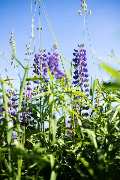 Egy csomó gyönyörű lupin virág lila színben. — Stock Fotó