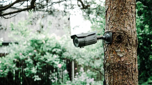 Gray surveillance camera hanging on a tree in the garden — Stock Photo, Image