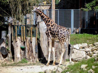 Zürafa hayvanat bahçesinde ağaç yaprağı yiyor.