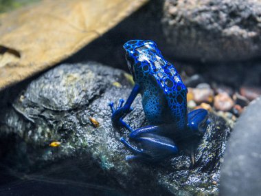 Hayvanat bahçesindeki Mavi Zehirli Kurbağa