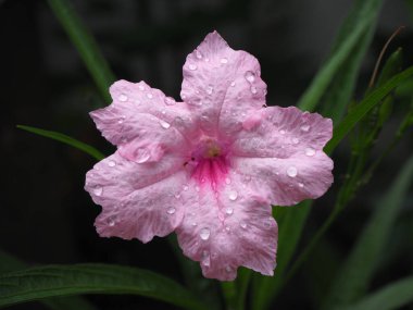 Pembe çiçekler, Ruellia tuberosa, Ruellias (Ruellia tuberosa Linn) su damlacıklarıyla dolu, koyu arkaplan.