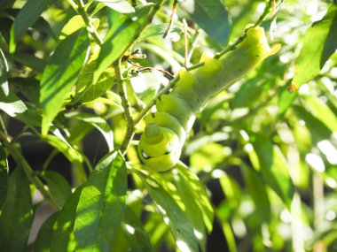 Yeşil solucanlar yeşil yaprakların üzerinde uyum içinde sürünürler..