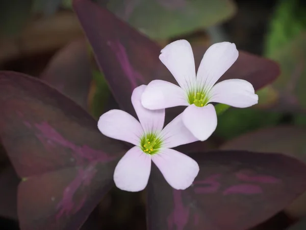 Pembe çiçekler, Oxalis purpurea (Oxalis triangularis) mor yapraklarda belirgin bir şekilde çiçek açar.