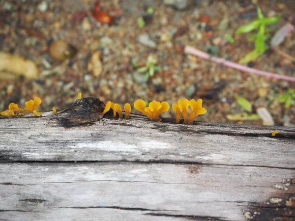 Turuncu jöle mantarı, fan şekilli jöle mantarı (Dacryopinax spathularia) kütüğün üzerinde)