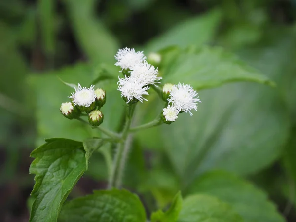 Beyaz ot, Siyam otu, Bitter çalısı, Noel çalısı, Şeytan otu, Camfhur otu, yaygın diş ipi çiçeği, Triffid (Chromolaena odorata, Eupatorium odoratum) arka bahçede yetişir.. 