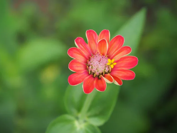 Turuncu kırmızı çiçek, Kızıl çiçek, Zinnia çiçeği, Zinnia (Zinnia ihlali) yeni bir sabah için çiçek açar. Doğal bulanık arkaplan.