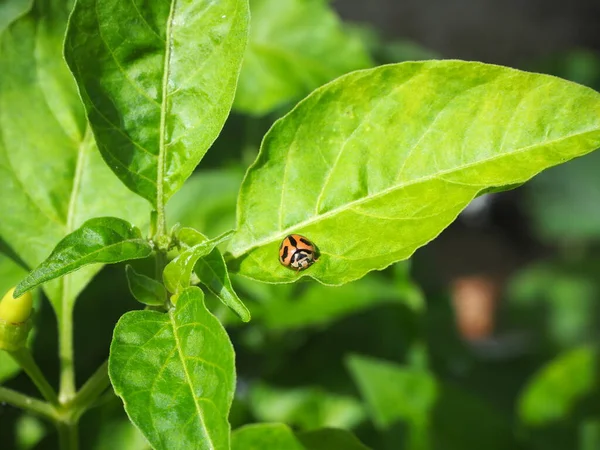 Uğur böceği, dişi böcek (Coccinella transversalis) acı biber ağacına tünemiş.