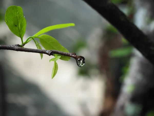 Ağacın tepesindeki su damlacıkları, doğanın bulanık arka planı..