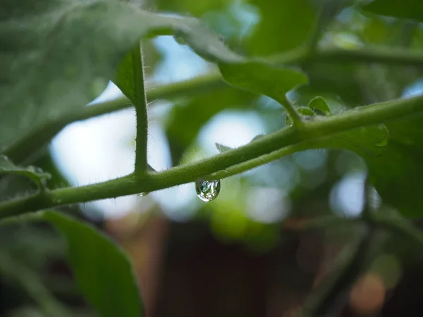 Ağacın tepesindeki su damlacıkları, doğanın bulanık arka planı..
