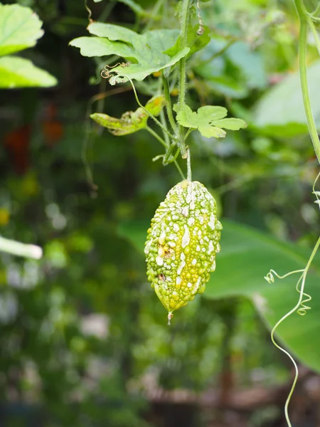 Acı Salatalık, Balsum Armudu (Momordica charantia L.) zararlı böceklerin vurduğu yer..