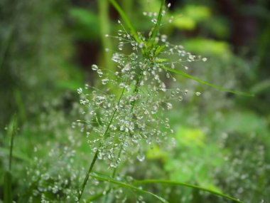 Yeşil çimenlerin üzerindeki çiy damlası, çimenlerin üzerindeki su damlası, doğa soyut duvar kağıdı, doğal bulanık arkaplan.