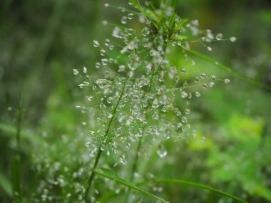 Yeşil çimenlerin üzerindeki çiy damlası, çimenlerin üzerindeki su damlası, doğa soyut duvar kağıdı, doğal bulanık arkaplan.