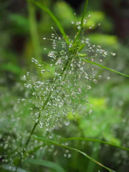 Yeşil çimenlerin üzerindeki çiy damlası, çimenlerin üzerindeki su damlası, doğa soyut duvar kağıdı, doğal bulanık arkaplan.