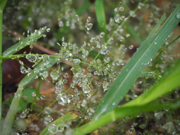 Yeşil çimenlerin üzerindeki çiy damlası, çimenlerin üzerindeki su damlası, doğa soyut duvar kağıdı, doğal bulanık arkaplan.