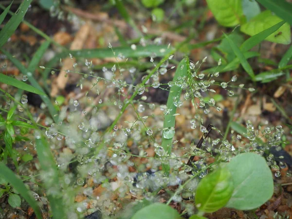 Yeşil çimenlerin üzerindeki çiy damlası, çimenlerin üzerindeki su damlası, doğa soyut duvar kağıdı, doğal bulanık arkaplan.