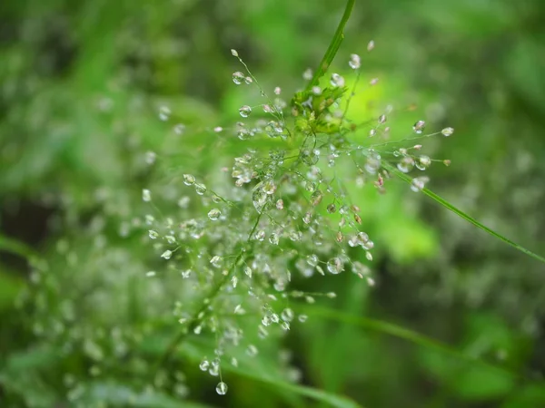 Yeşil çimenlerin üzerindeki çiy damlası, çimenlerin üzerindeki su damlası, doğa soyut duvar kağıdı, doğal bulanık arkaplan.
