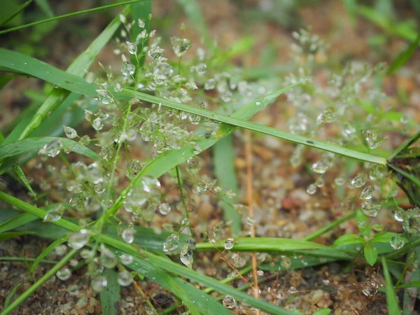 Tautropfen Auf Grünem Gras Wassertropfen Auf Grasblumen Natur Abstrakte Tapeten Stockbild