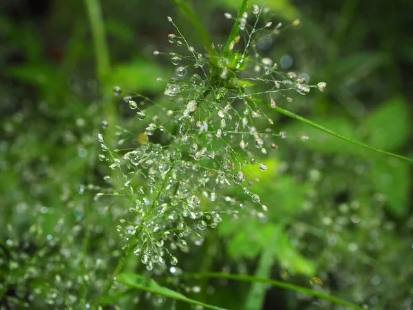 Tautropfen Auf Grünem Gras Wassertropfen Auf Grasblumen Natur Abstrakte Tapeten lizenzfreie Stockfotos
