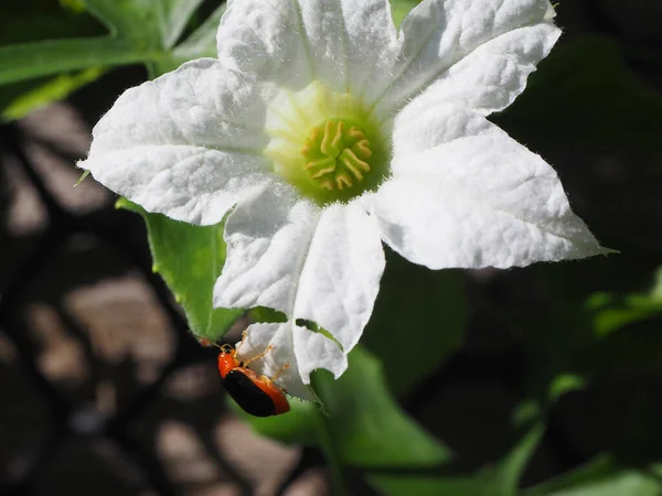 Turuncu böcek, kırmızı kabak yaprağı böceği, kabak böceği, havuç yaprağı böceği, sarı kabak böceği (Aulacophora indica) ısırır beyaz sarmaşık kabağı çiçeği, doğal arkaplan.