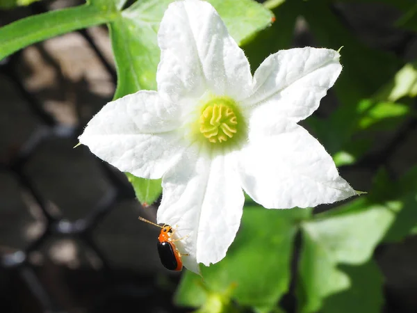 Turuncu böcek, kırmızı kabak yaprağı böceği, kabak böceği, havuç yaprağı böceği, sarı kabak böceği (Aulacophora indica) ısırır beyaz sarmaşık kabağı çiçeği, doğal arkaplan.